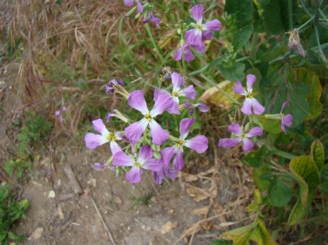 But it is not enough to know. Leaves of Plants: Wild radish