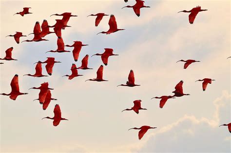 Flocks Of Scarlet Ibis Flying In To Roost In The Caroni Swamp Mangroves