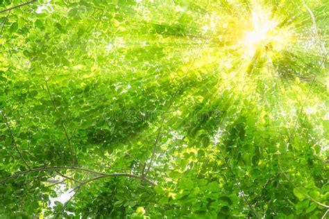 Green Tree With Sun Light Rays Through Forest Tree Stock Image Image