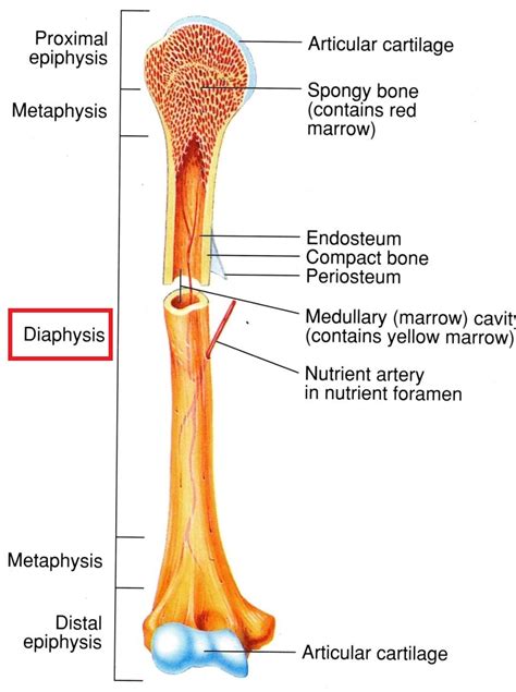Diagram Of Yellow And Red Bone Marrow