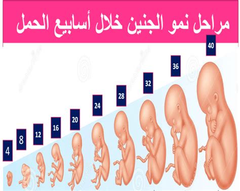 حجم الجنين في الشهر الخامس بالصور إيجي برس