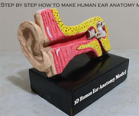 Ear Anatomy Model Labeled Anatomical Charts And Posters
