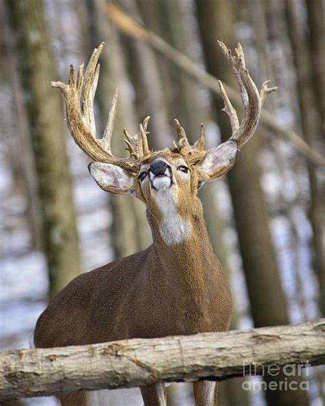 White Tailed Buck Deer Looking Down His Nose Photograph By Timothy Flanigan