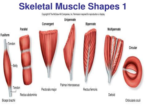 PPT - Human Anatomy & Physiology PowerPoint Presentation, free download