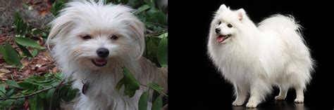 Malti Pom Vs Japanese Spitz Breed Comparison Mydogbreeds