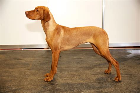 Intriguing Facts About The Very Intelligent Vizsla Dog