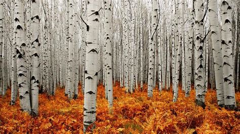 Quaking Aspen Trees Leaves Forest Wallpapers Wallpaper Cave