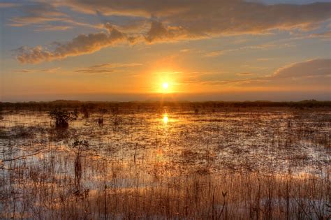A Swamp Or Everglades At Sunset In Florida America