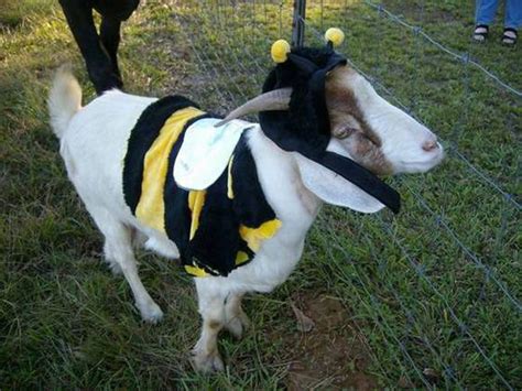 11 Goats Wearing Costumes Who Would Make Better Governors Than Chris Christie