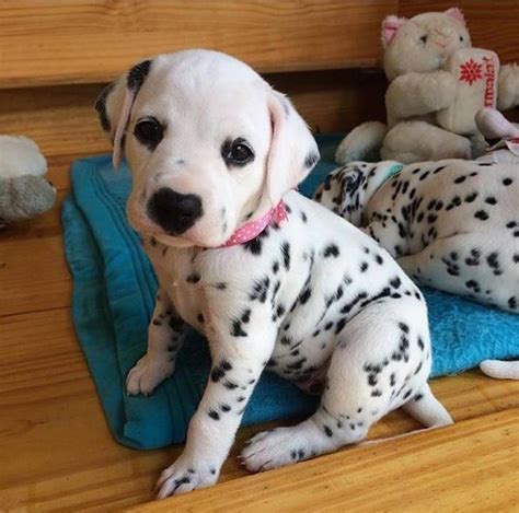 This breed is a constant shedder with. 1207 best Cute dalmatian images on Pinterest | Dalmatian puppies, Dog mom and Puppies