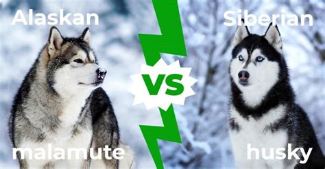 Alaskan Malamute Vs Siberian Husky 8 Key Differences Az Animals