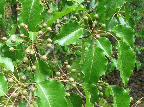 The cheapest offer starts at r 10. Using Georgia Native Plants: A Plague of Pears