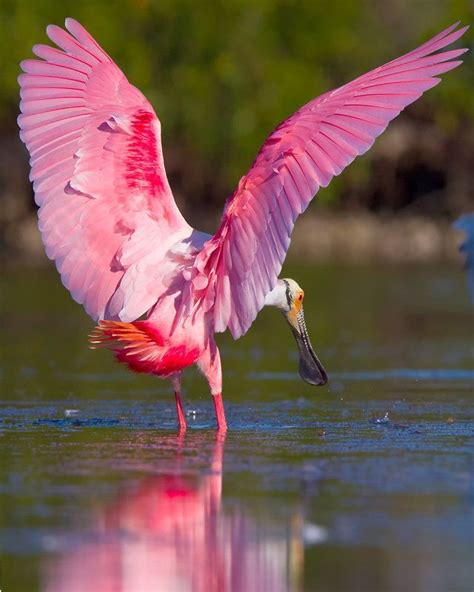 10 Beautiful Pink Colored Birds Pet Birds Pretty Birds Beautiful Birds