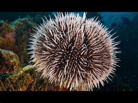 Sea Urchins Characteristics Morphology Reproduction Species