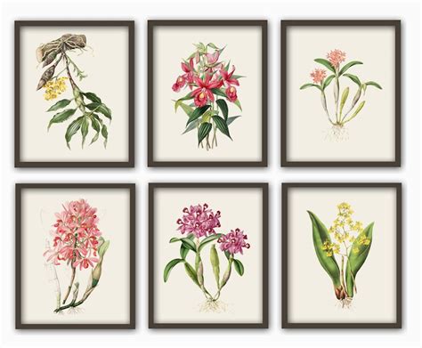 Orchid Print Flowers Botanical Illustration Print Vintage Etsy