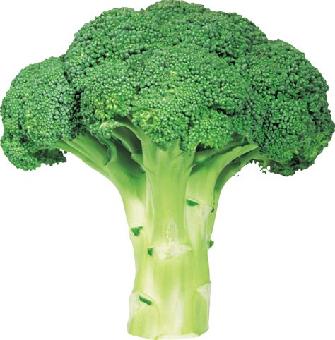 Download Broccoli Png Image With Transparent Background Hq Png Image