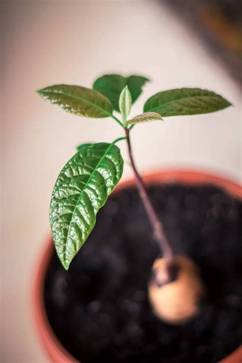 The Trick To Growing Your Own Avocado Plant