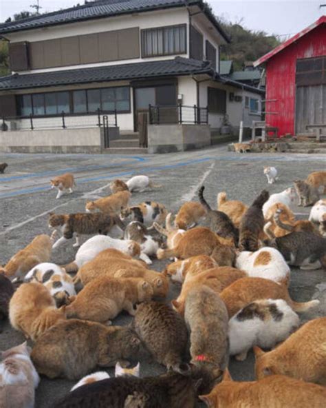 Aoshima La Isla Japonesa Donde Viven Más Gatos Que Humanos Uno Tv