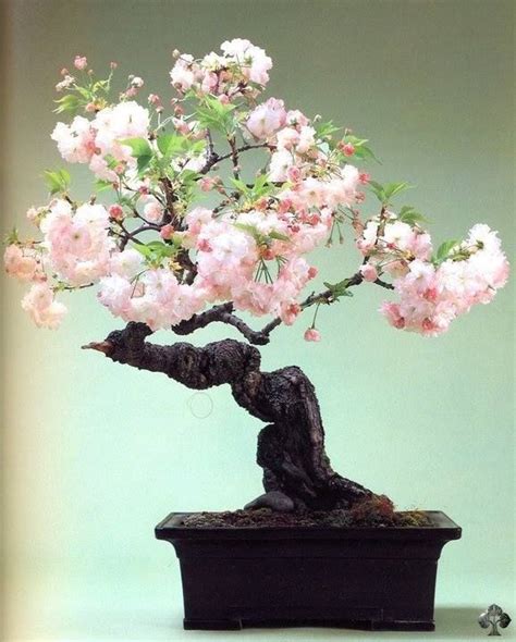 Real Cherry Blossom Bonsai Tree