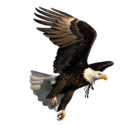 Transparent Background Eagle Png Clip Art Library Images And Photos