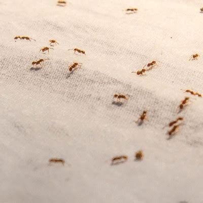 Zwalcz mikroskopijne robaczki w kuchni 6 sposobów na robaki w mące
