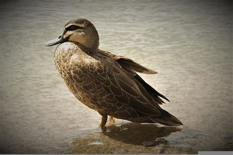 Duck Bird Animal Free Photo On Pixabay