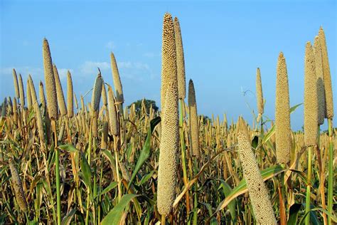 Millets What Are Millets Types Of Millets And Health Benefits