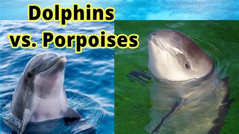 Dolphins Vs Porpoises How To Distinguish Them Youtube
