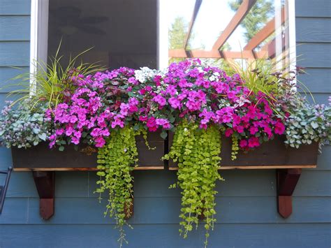 Love My Window Boxes Window Box Plants Window Box Flowers Flower