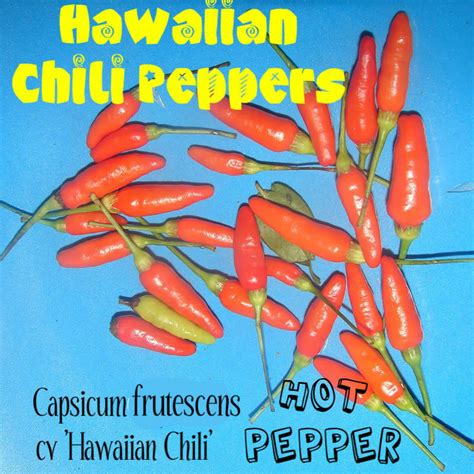 Polynesian Produce Stand ~hot Hawaiian Chili Pepper~ 50 Seeds