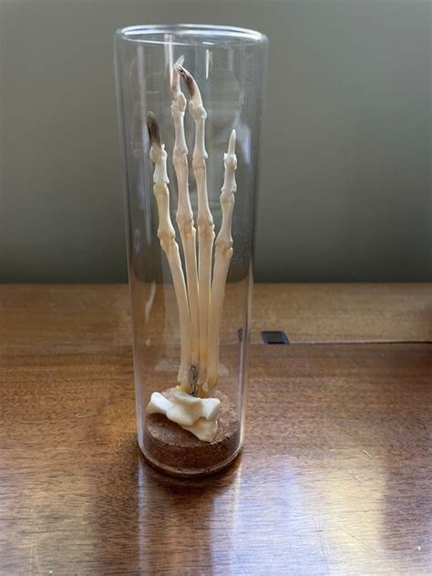Articulated Fox Paw Bones In Glass Display Ethically Etsy
