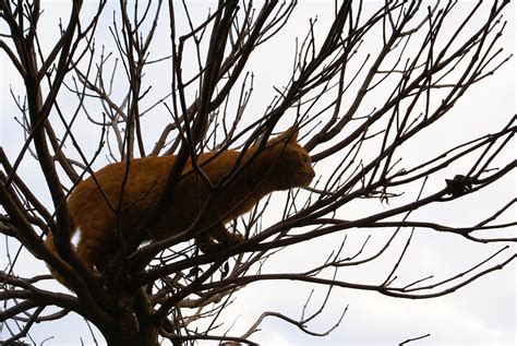De kat uit de boom kijken betekent dat je even rustig afwacht voordat je iets doet of zegt. de kat uit de boom kijken | de Raaf | Flickr