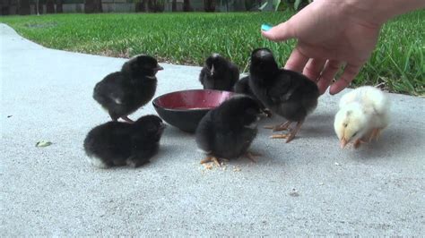 How To Teach Baby Chicks To Eat And Drink YouTube