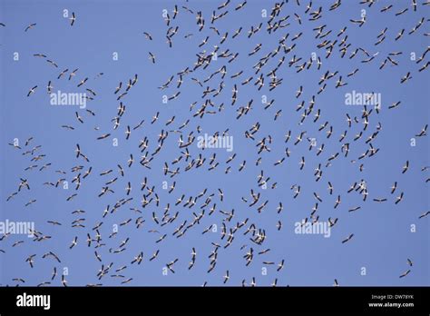 White Stork Migration Spain Migration Stock Photo Alamy