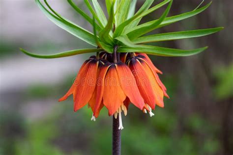 Orange Bell Flower Crown Imperial Fritillaria Imperialis In Garden