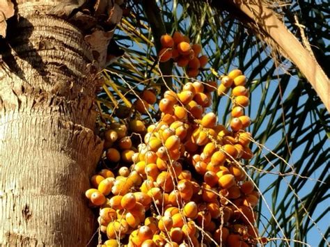Queen Palm Tree Seeds Dogs Eustolia Gaskins