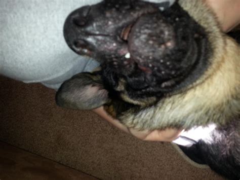 Little Red Bumps On His Chin And Upper Lip German Shepherd Dog Forums
