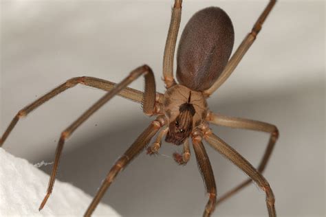 Brown Recluse Spider Palmetto Exterminators