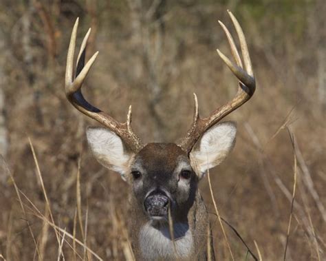 Monster 8 Point Buck Up Close Whitetail Bucks Deer Buck