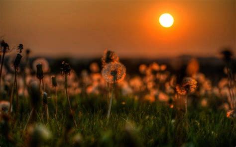 Nature Dandelion Grass Sunset Flowers Wallpapers Hd Desktop And