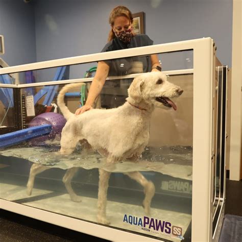 Aquatic Therapy For Cats And Dogs Cumming Veterinary Therapist