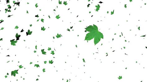 Leaves Falling Animation White Screen Effect Youtube