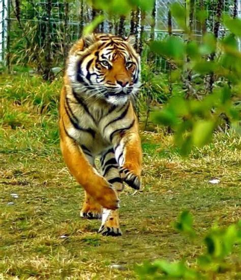 Worlds Most Beautiful Tiger Sumatran Tiger