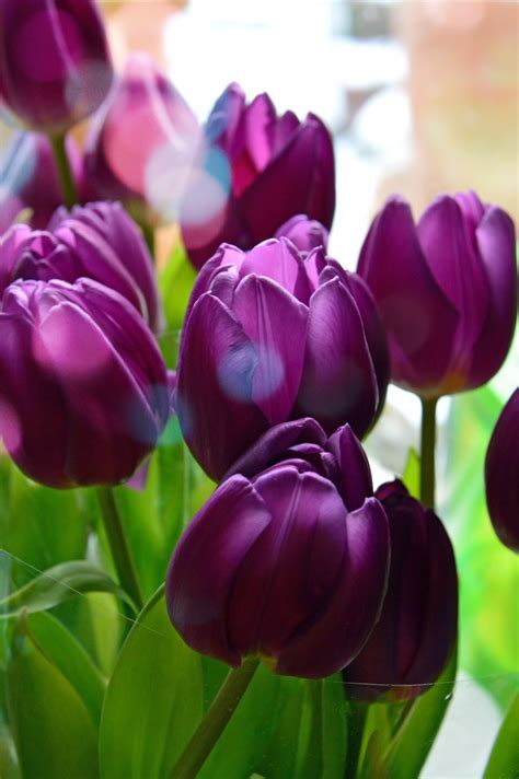 Free Images Tulips Purple Background Bouquet Flower Nature