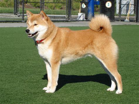 The shiba inu's diet is not uncommon, despite its hailing from a country known for its unique cuisine. Shiba Inu - Wikipedia