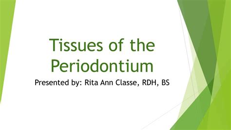 Ppt Tissues Of The Periodontium Powerpoint Presentation Free