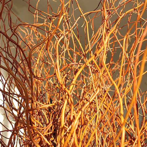 Fresh Curly Willow Branches 4 5 Feet Red