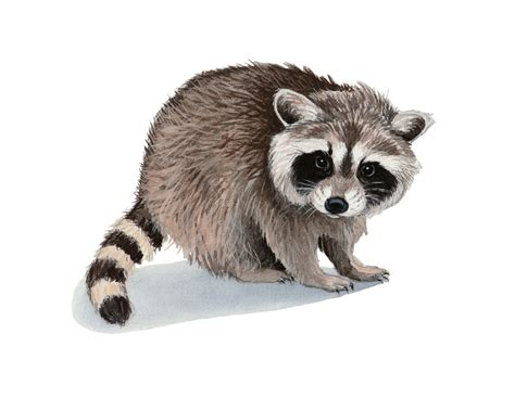 Baby Raccoon Print Art Print Of Original Watercolor Painting Etsy