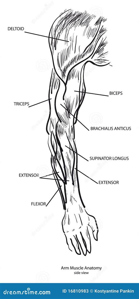 Arm Muscle Anatomy Stock Photos Image 16810983