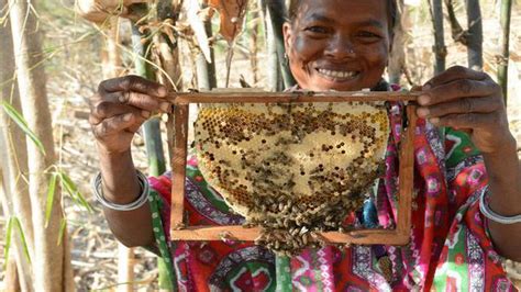 Indian Honey Bees Apis Cerana Indica Apis Dorsata Apis Florea And